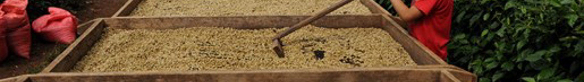 Drying The Coffee Beans After The Wet Mill